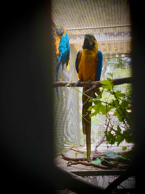 Blue & Gold Macaw (Ara Ararauna)