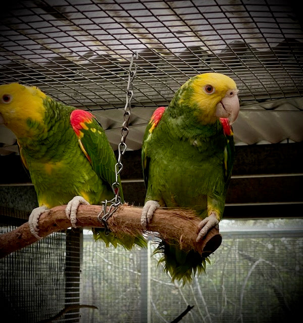 Double Yellow-headed Amazon (Amazona oratrix) SALE!