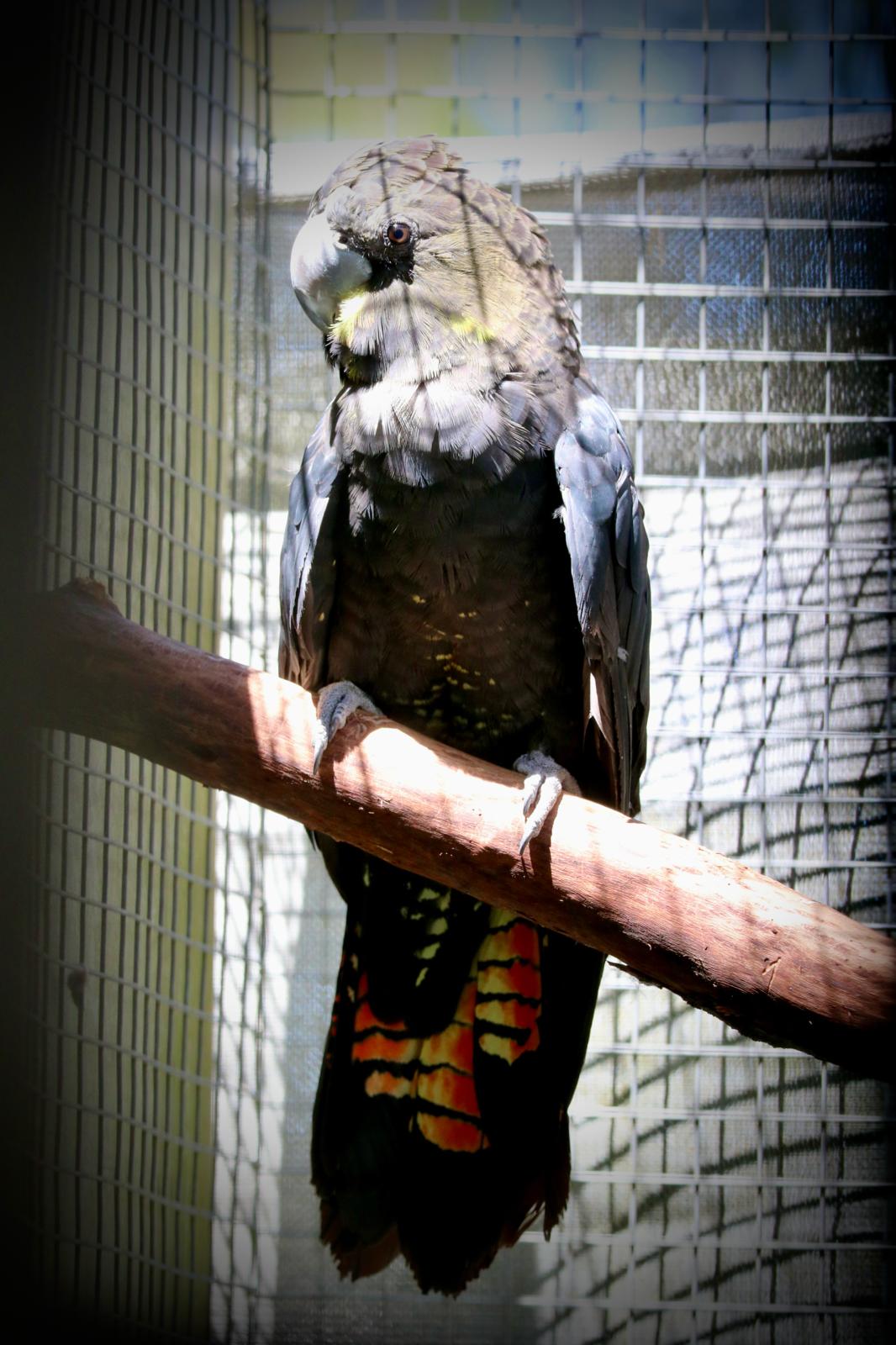 Glossy black Cockatoo (Calyptorhynchus lathami)