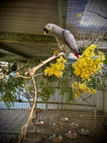 African Grey Parrot (Psittacus erithacus)