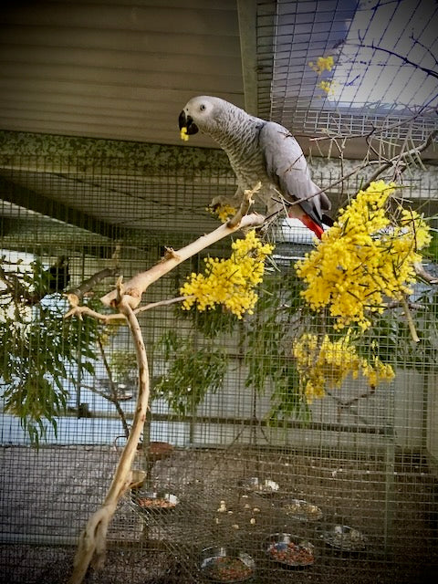 African Grey Parrot (Psittacus erithacus)