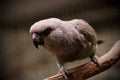 Red-bellied Parrot (Poicephalus rufiventris)