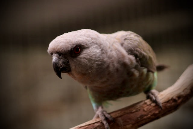 Red-bellied Parrot (Poicephalus rufiventris)
