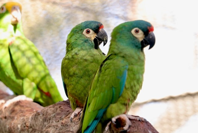 Illiger Macaws (Primolius maracana)