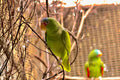 White-fronted Amazon (Amazona albifrons)