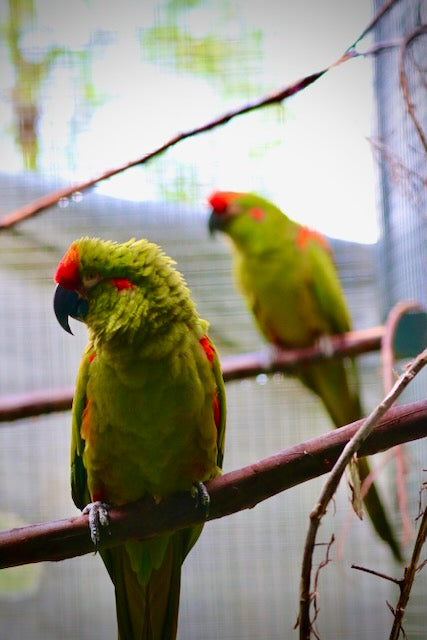 Red-fronted Macaw (Ara rubrogenys)
