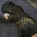 Forest red-tailed black Cockatoo (Calyptorhynchus banksii naso)