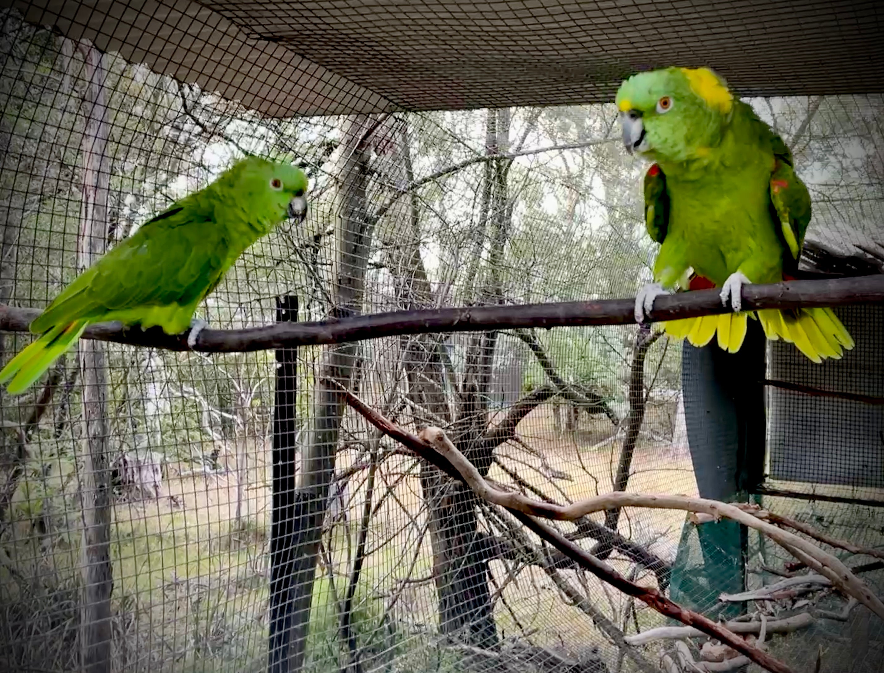 Yellow-naped Amazon (Amazona auropalliata parvipes)